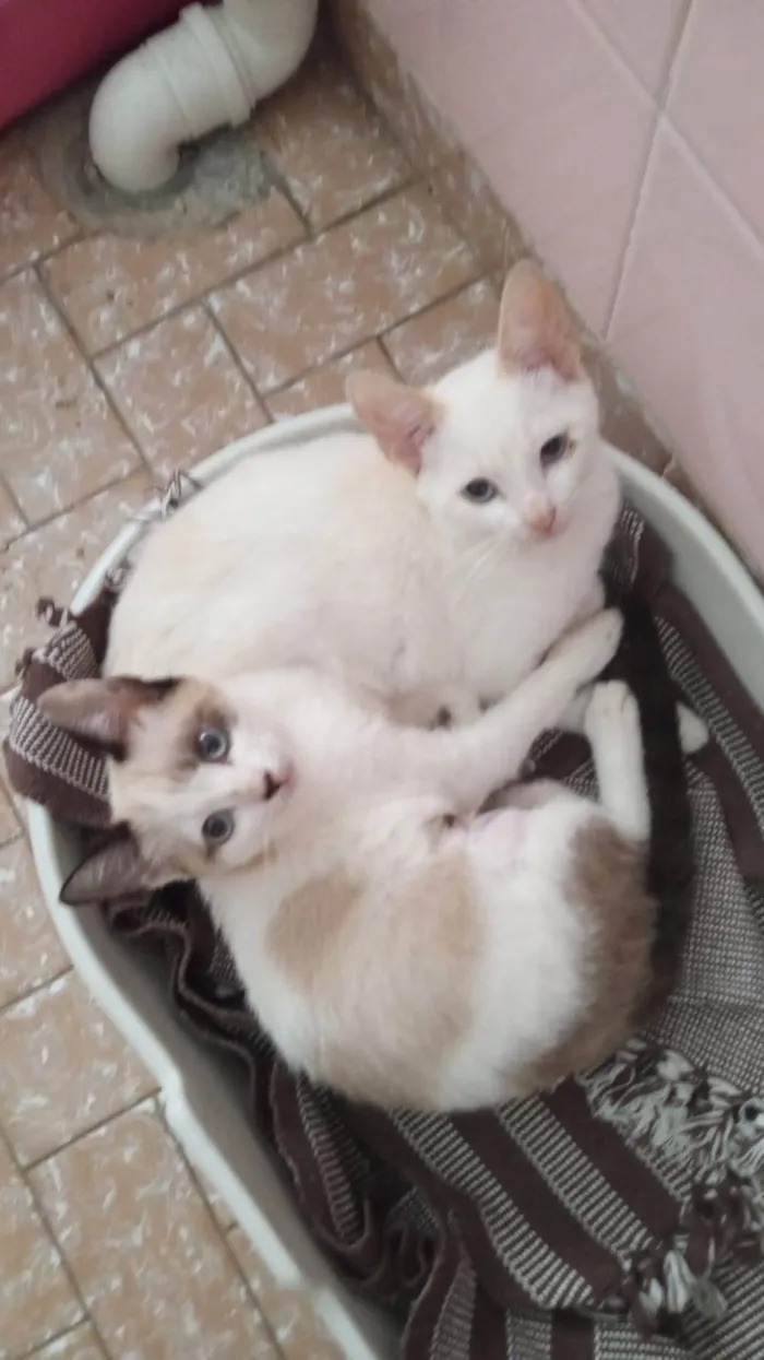 Gato ra a SRD-ViraLata idade 2 a 6 meses nome Romeu e Julieta
