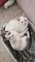 Romeu e Julieta