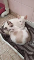 Romeu e Julieta