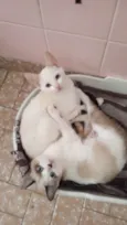 Romeu e Julieta