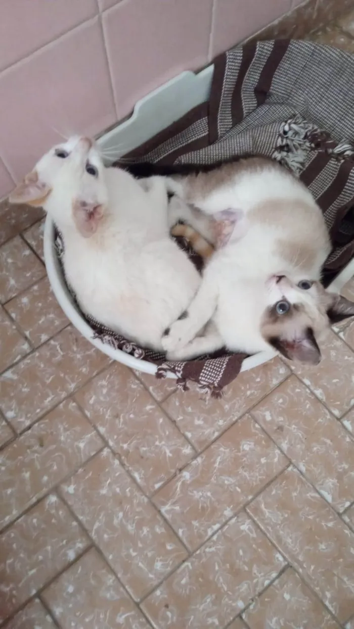 Gato ra a SRD-ViraLata idade 2 a 6 meses nome Romeu e Julieta