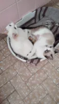 Romeu e Julieta