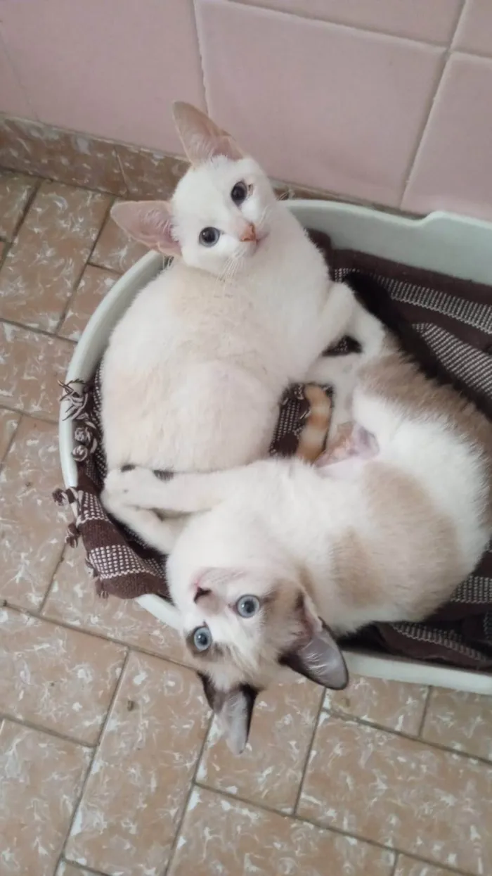 Gato ra a SRD-ViraLata idade 2 a 6 meses nome Romeu e Julieta