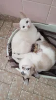 Romeu e Julieta
