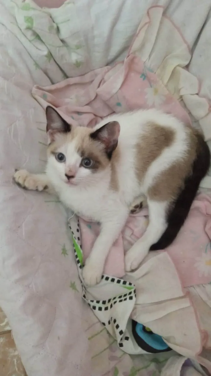 Gato ra a SRD-ViraLata idade 2 a 6 meses nome Romeu e Julieta