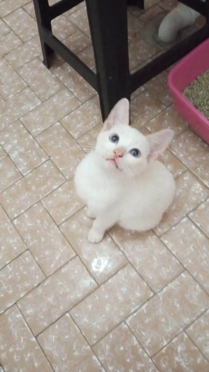 Gato ra a SRD-ViraLata idade 2 a 6 meses nome Romeu e Julieta