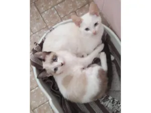 Gato raça SRD-ViraLata idade 2 a 6 meses nome Romeu e Julieta