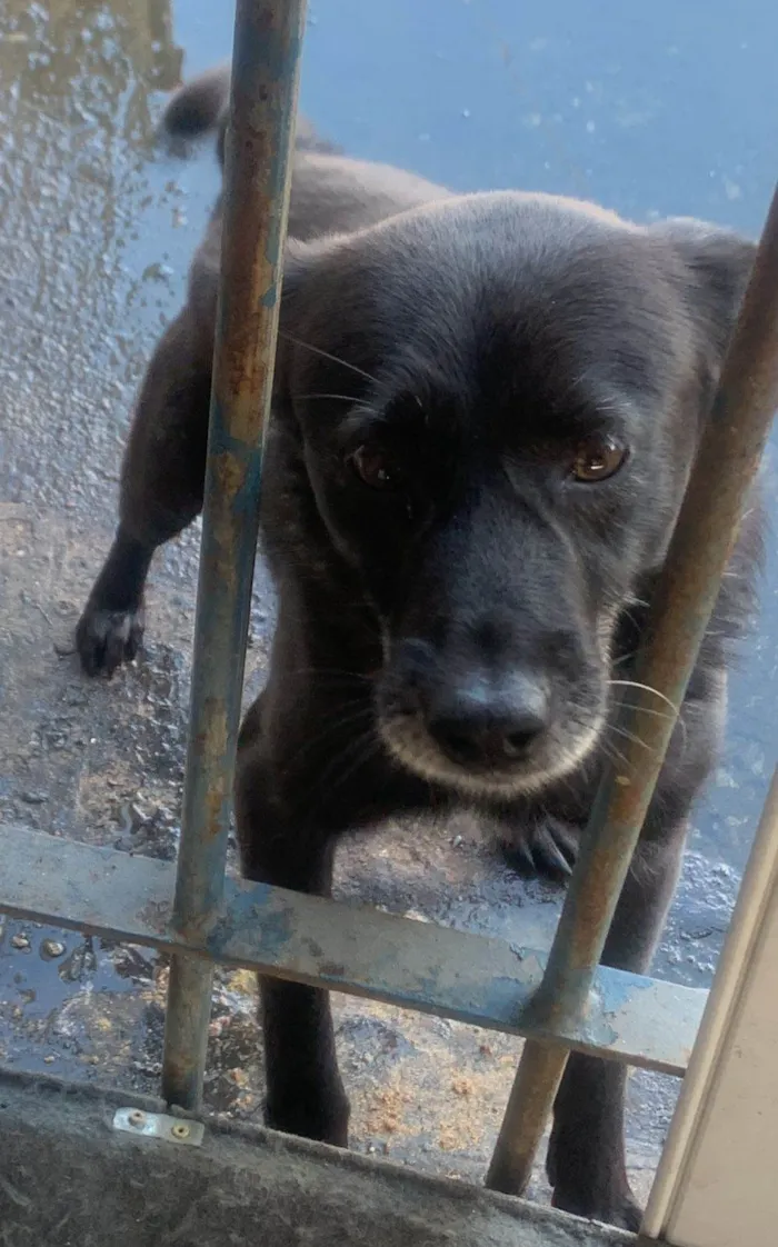 Cachorro ra a SRD-ViraLata idade  nome Peri