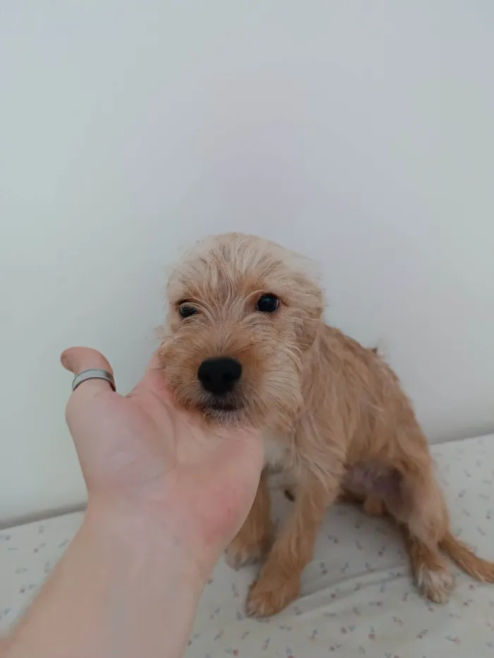 Cachorro ra a SRD idade 2 a 6 meses nome (sem nome)