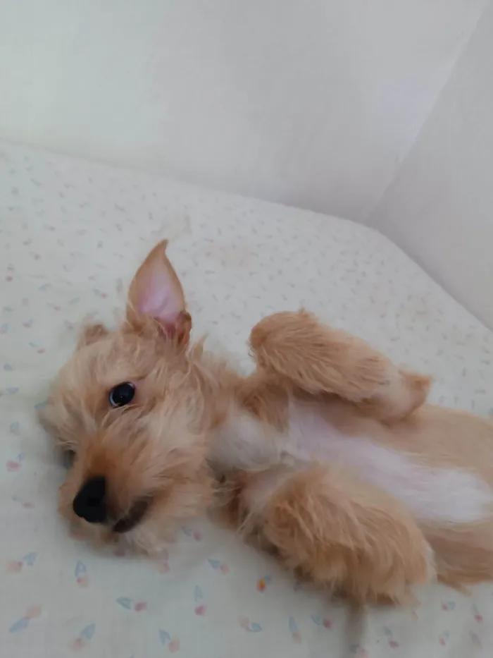 Cachorro ra a SRD idade 2 a 6 meses nome (sem nome)