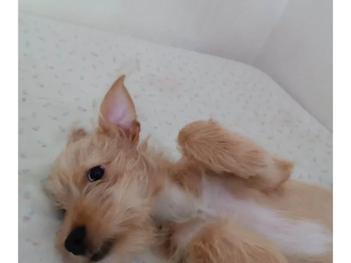 Cachorro ra a SRD idade 2 a 6 meses nome (sem nome)