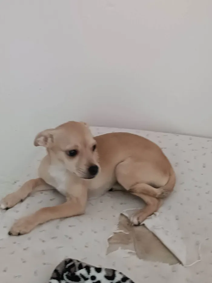 Cachorro ra a SRD idade 2 a 6 meses nome (sem nome)