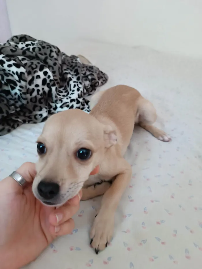 Cachorro ra a SRD idade 2 a 6 meses nome (sem nome)