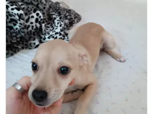 Cachorro raça SRD idade 2 a 6 meses nome (sem nome)