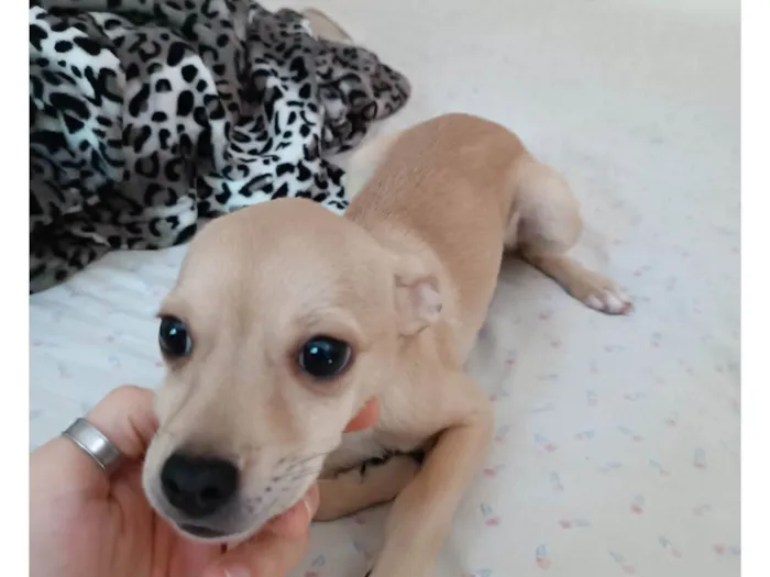Cachorro ra a SRD idade 2 a 6 meses nome (sem nome)
