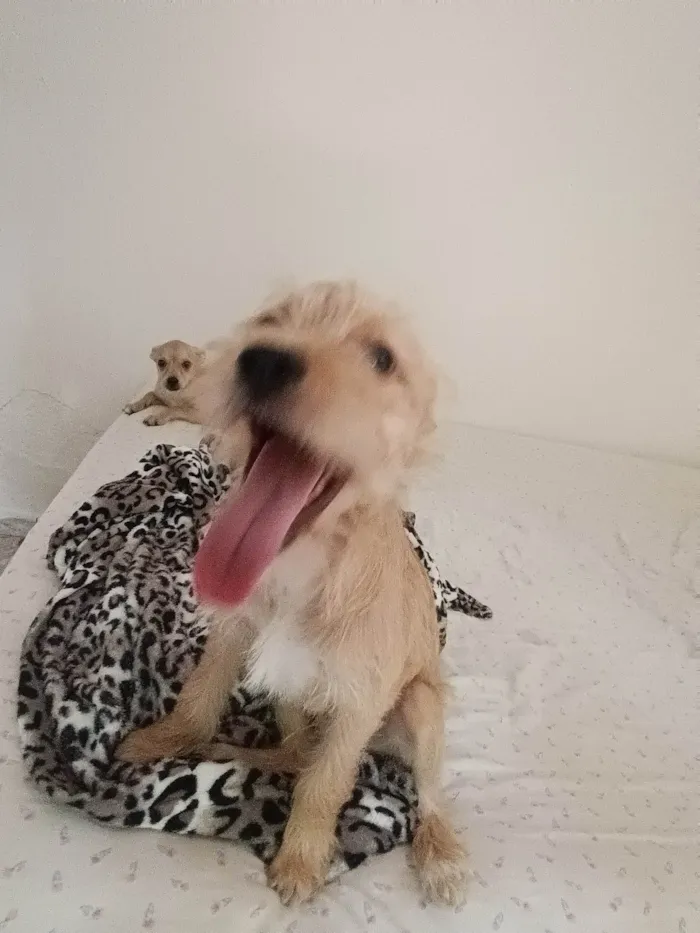 Cachorro ra a SRD idade 2 a 6 meses nome (sem nome)