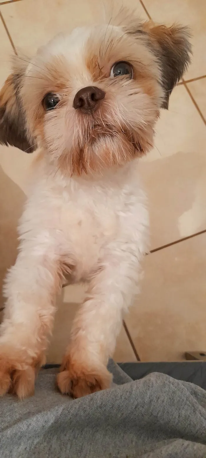 Cachorro ra a shih tzu idade 7 a 11 meses nome Nick