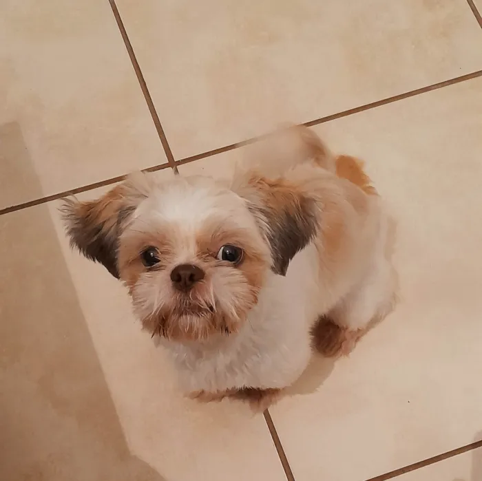 Cachorro ra a shih tzu idade 7 a 11 meses nome Nick