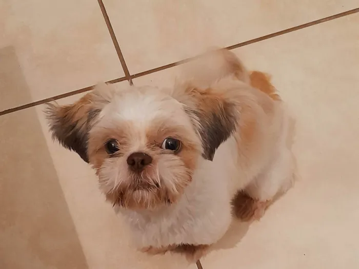 Cachorro ra a shih tzu idade 7 a 11 meses nome Nick