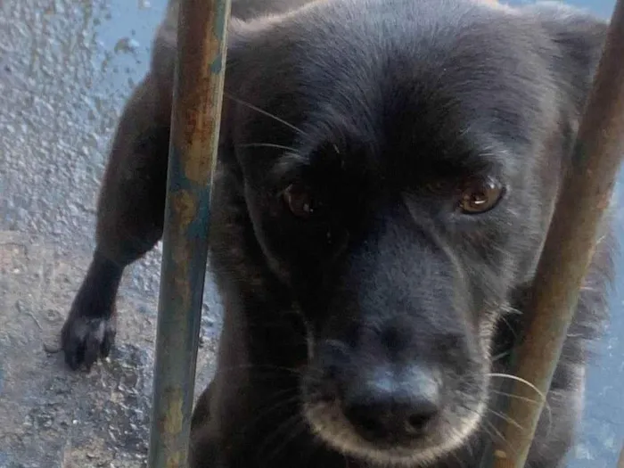 Cachorro ra a SRD-ViraLata idade  nome Peri