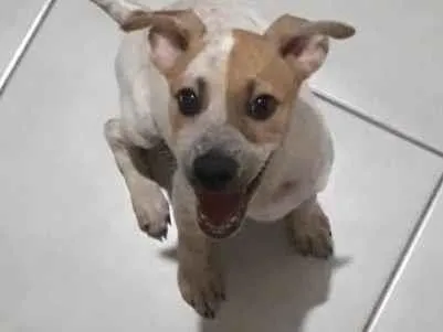 Cachorro ra a SRD-ViraLata idade 2 a 6 meses nome Nenem