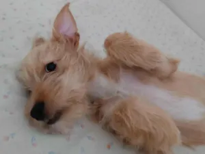 Cachorro raça SRD idade 2 a 6 meses nome (sem nome)