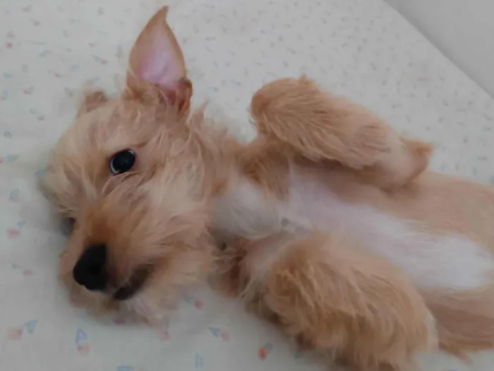 Cachorro ra a SRD idade 2 a 6 meses nome (sem nome)