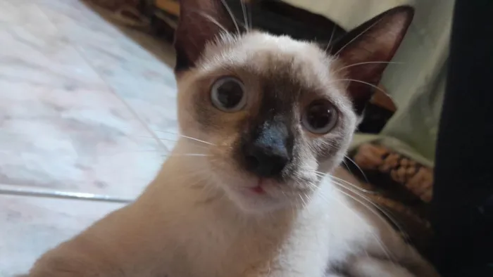 Gato ra a SRD-ViraLata idade 2 a 6 meses nome Gatinha