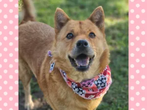 Cachorro raça SRD-ViraLata idade 5 anos nome CHOW