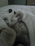 Mitz