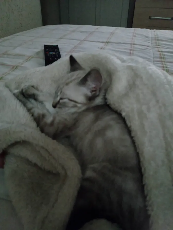 Gato ra a Srd idade 2 a 6 meses nome Mitz