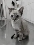 Mitz