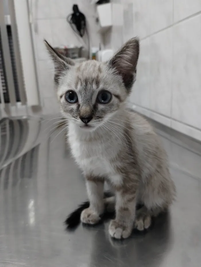 Gato ra a Srd idade 2 a 6 meses nome Mitz