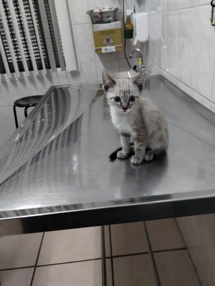 Gato ra a Srd idade 2 a 6 meses nome Mitz