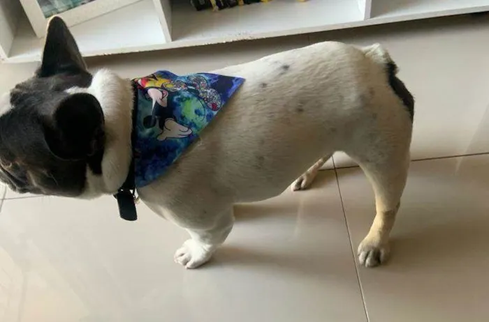 Cachorro ra a Bulldog  idade 2 anos nome Blue