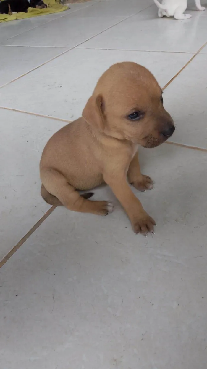 Cachorro ra a  idade Abaixo de 2 meses nome Mia