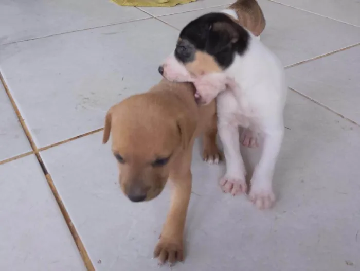 Cachorro ra a  idade Abaixo de 2 meses nome Mia