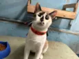 Nina