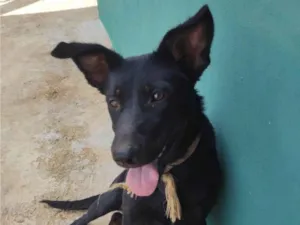 Cachorro raça SRD-ViraLata idade 7 a 11 meses nome Luna(pretinha)
