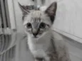Mitz