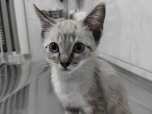 Gato raça Srd idade 2 a 6 meses nome Mitz