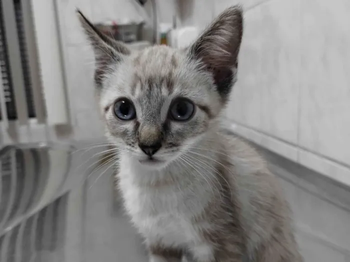 Gato ra a Srd idade 2 a 6 meses nome Mitz