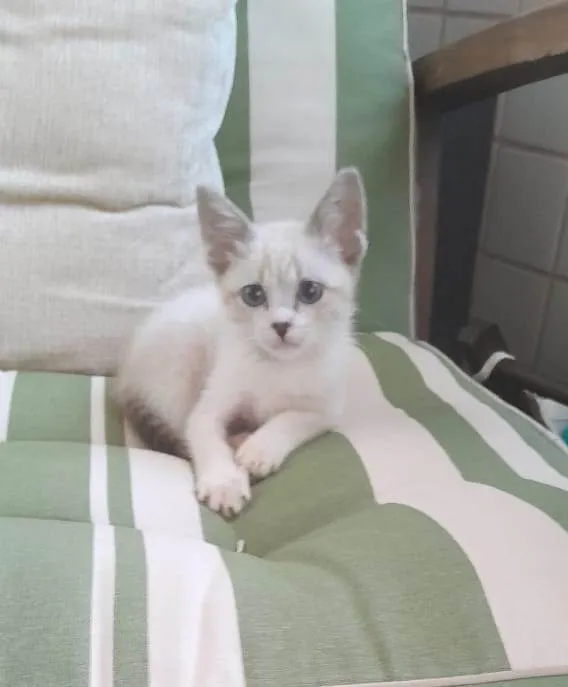 Gato ra a SRD-ViraLata idade Abaixo de 2 meses nome FILHOTE
