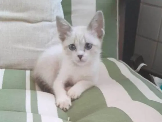 Gato ra a SRD-ViraLata idade Abaixo de 2 meses nome FILHOTE