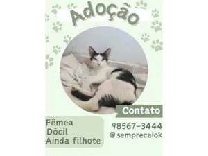 Gato raça  idade 2 a 6 meses nome Sophie