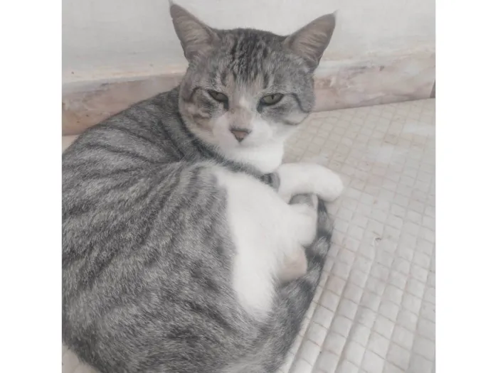 Gato ra a gato idade 2 anos nome Teimoso Dengoso