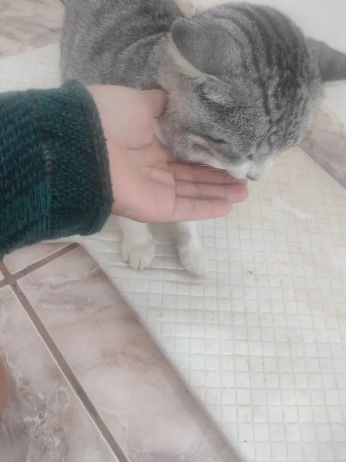 Gato ra a gato idade 2 anos nome Teimoso Dengoso