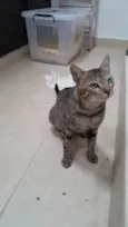 Tigrinho