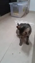 Tigrinho