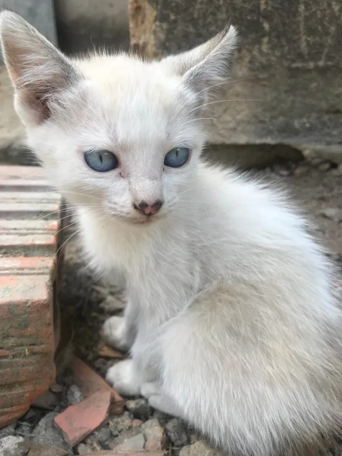 Gato ra a SRD-ViraLata idade 2 a 6 meses nome Algodão doce e Pipoca